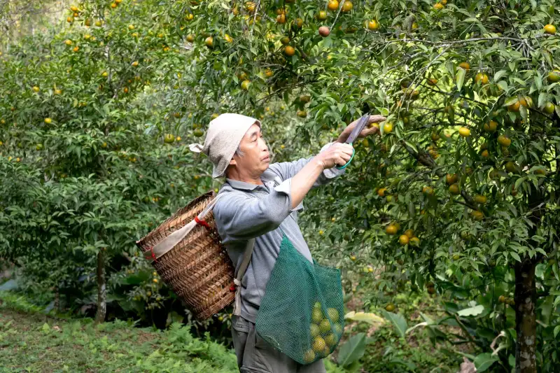 基于数据驱动的品牌孵化方案设计与门店扩张效率评估